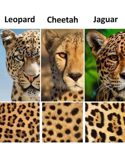 Cheetah vs Leopard vs Jaguar: What's the Real Difference?