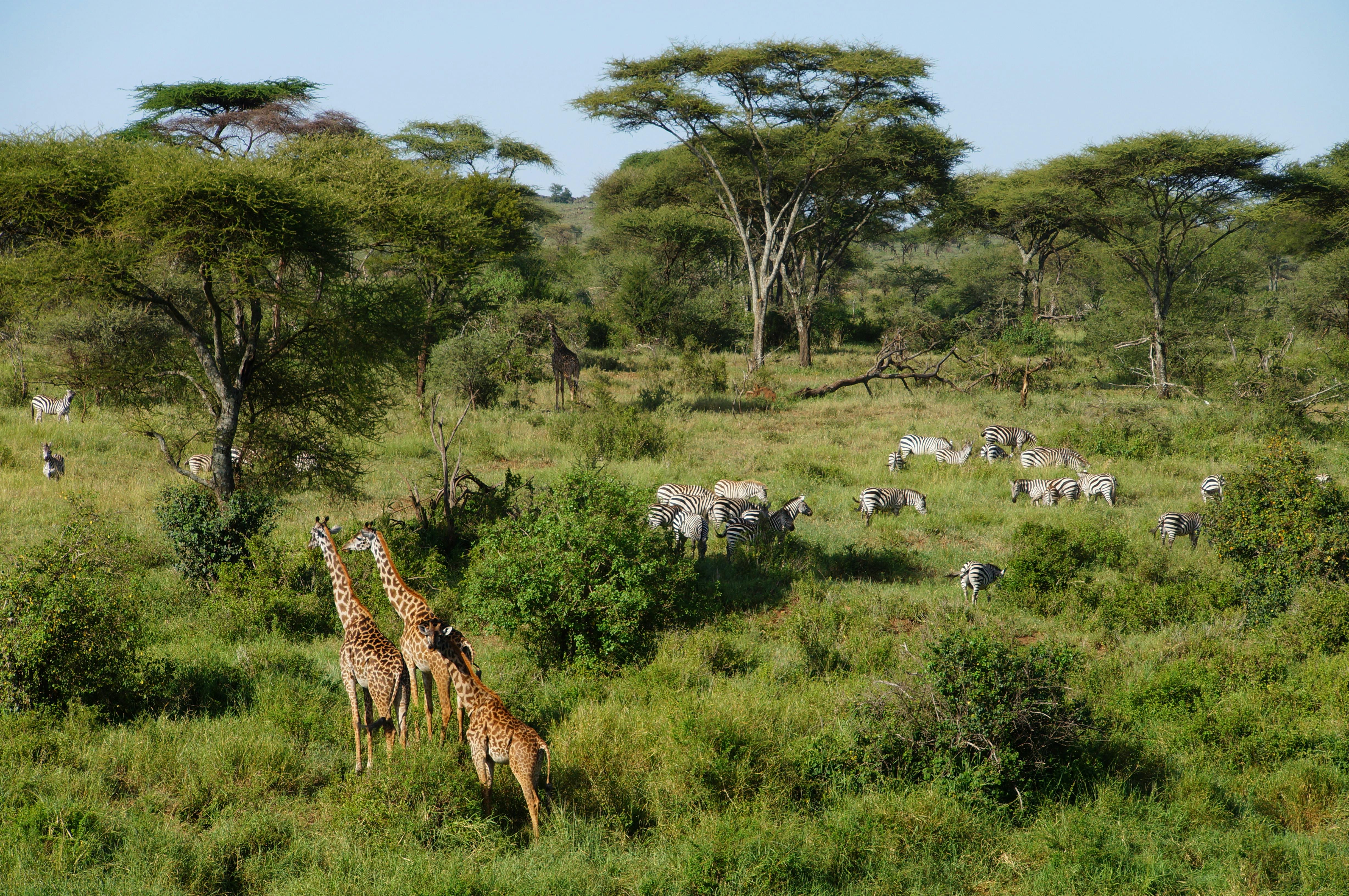 Every Maasai Mara Conservancy, Explained