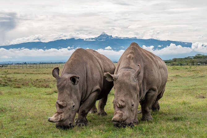 Ol Pejeta Conservancy: How Your Safari Helps Protect the World's Last Northern White Rhinos