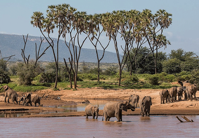 Samburu National Reserve: