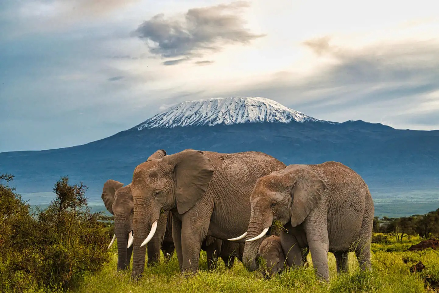 Amboseli National Park