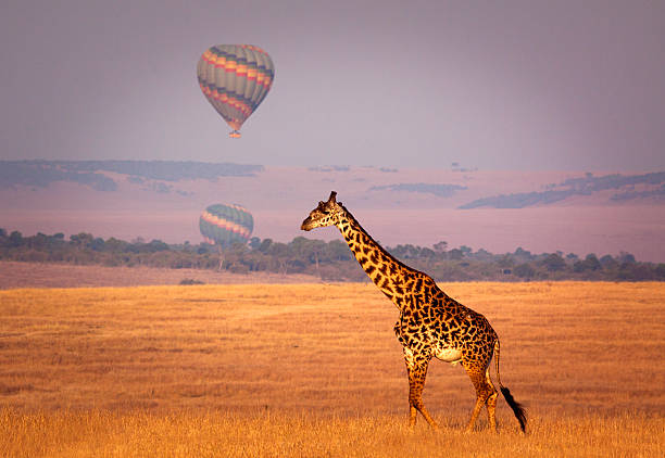 Hot Air Balloon Safaris image 2