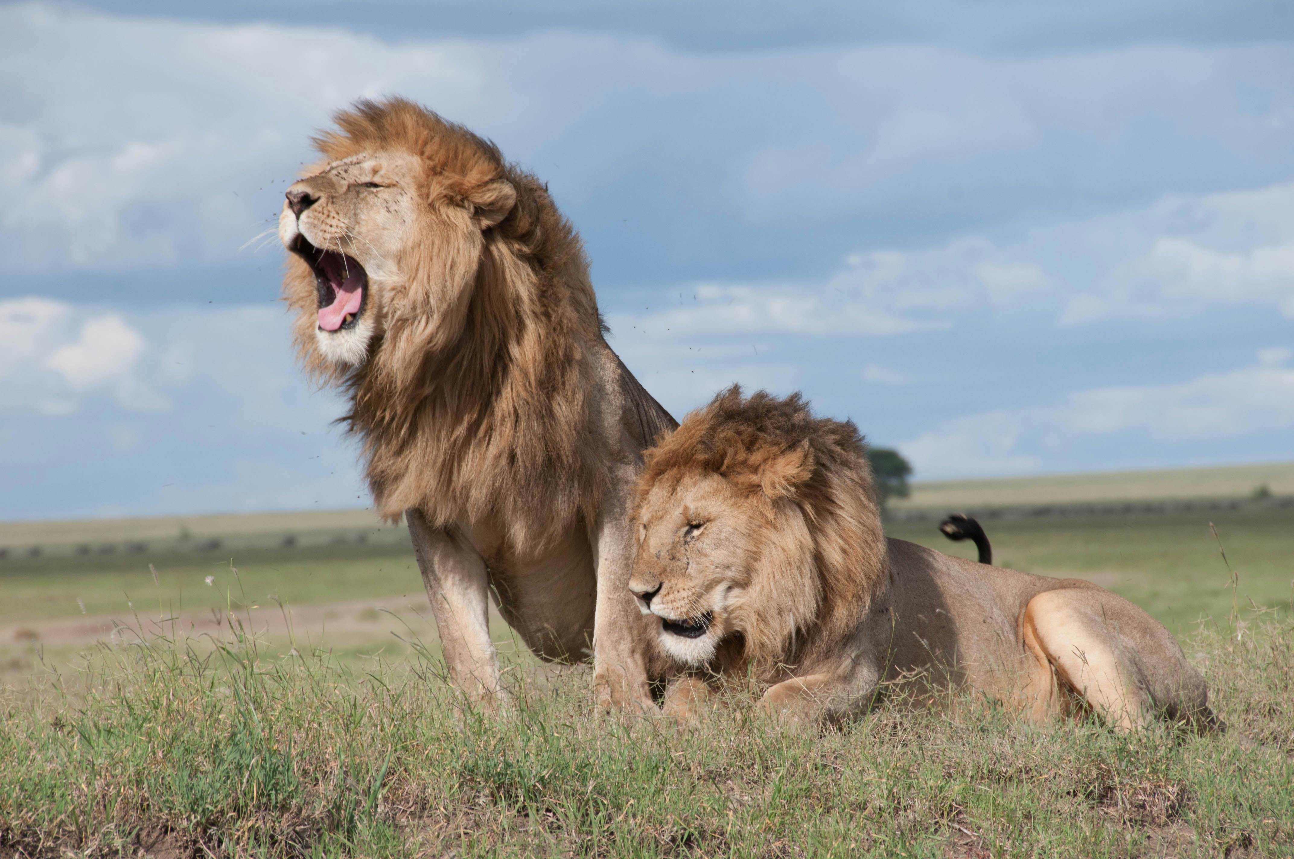 3 Days Maasai Mara & Balloon Luxury Safari