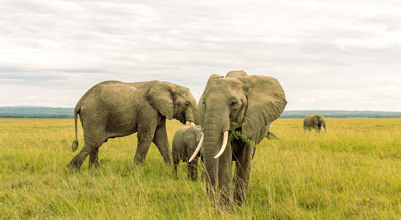 Lake Nakuru, Lake Naivasha & Maasai Mara Safari