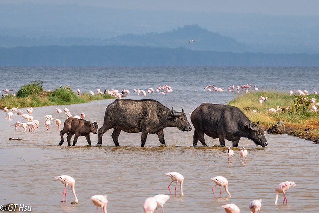 Maasai Mara and Lake Nakuru Private Safari