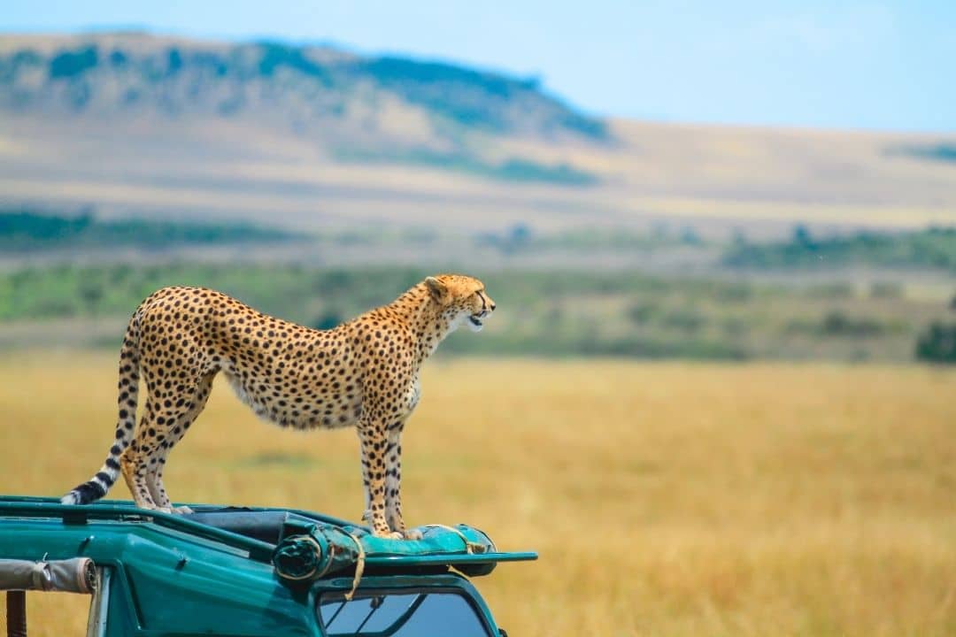 7 days Kenya & Tanzania Wildlife Safari