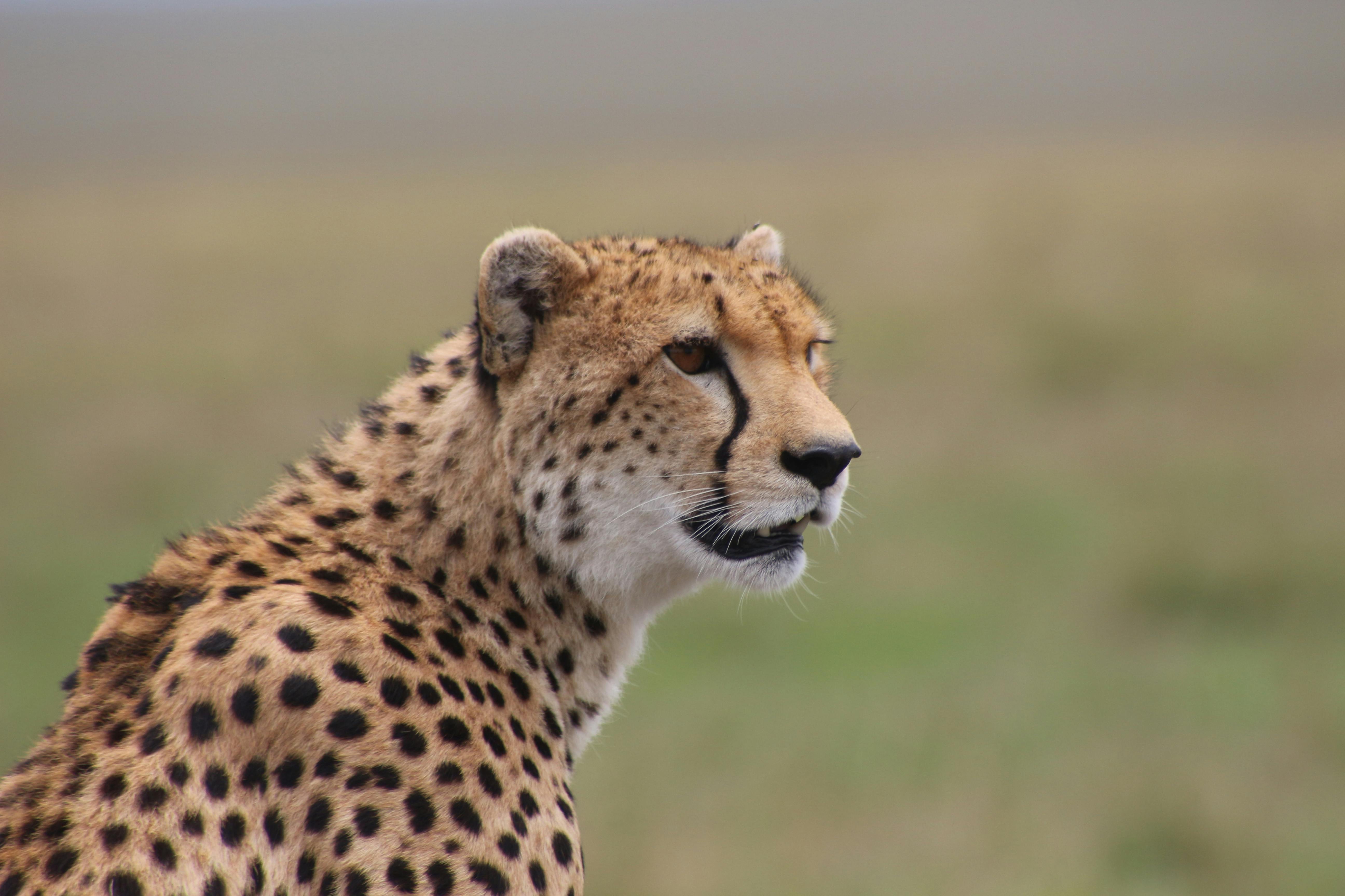 10 Day Kenya Tanzania Safari