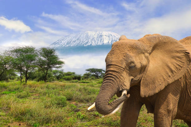 6 Days Amboseli, Lake Nakuru & Maasai Mara